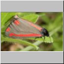 Tyria jacobaeae - Blutbaer 02.jpg